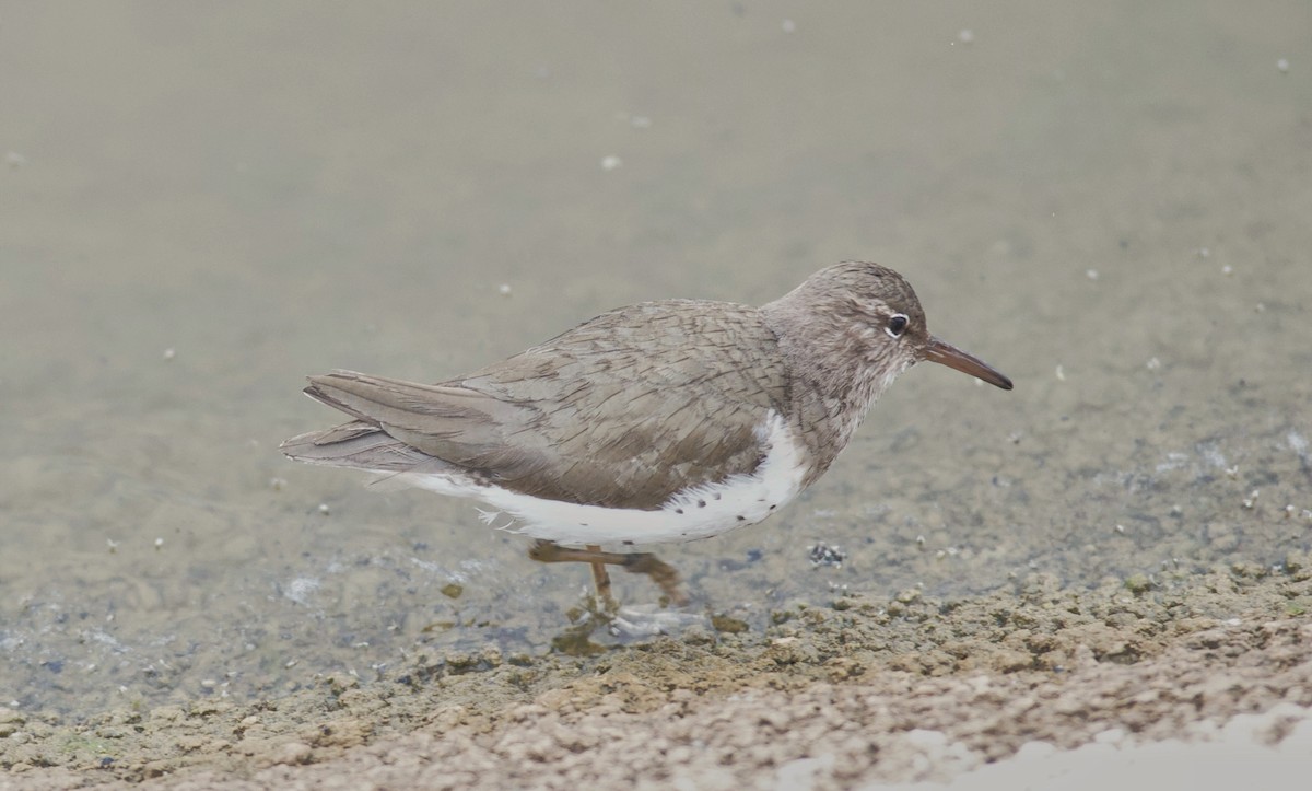 Spotted Sandpiper - ML613786961