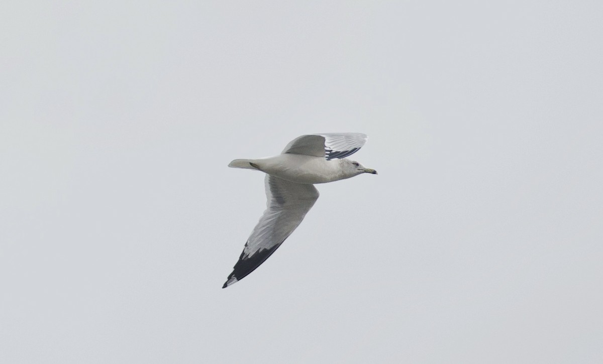 Ring-billed Gull - ML613786970