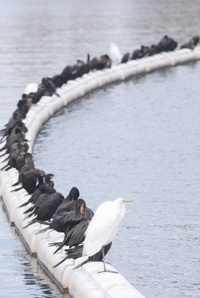 Great Egret - ML613786988