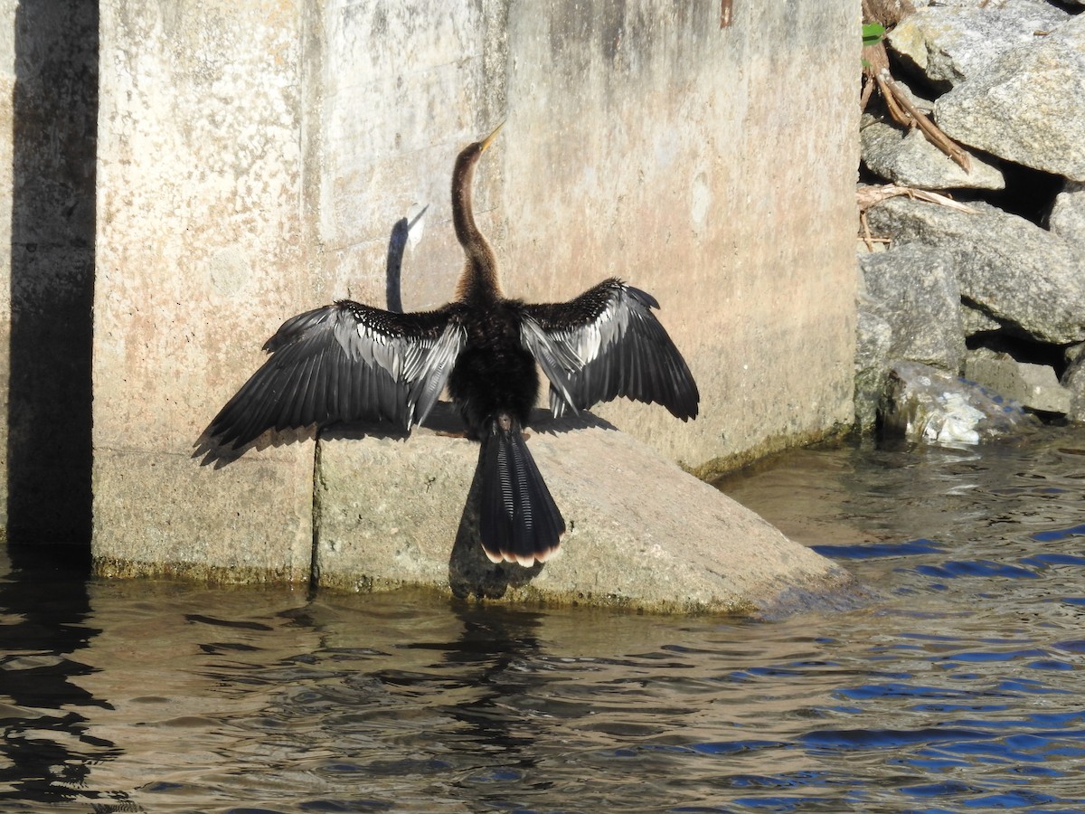 Anhinga - ML613787022