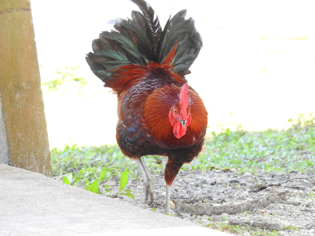 Red Junglefowl (Domestic type) - ML613787038
