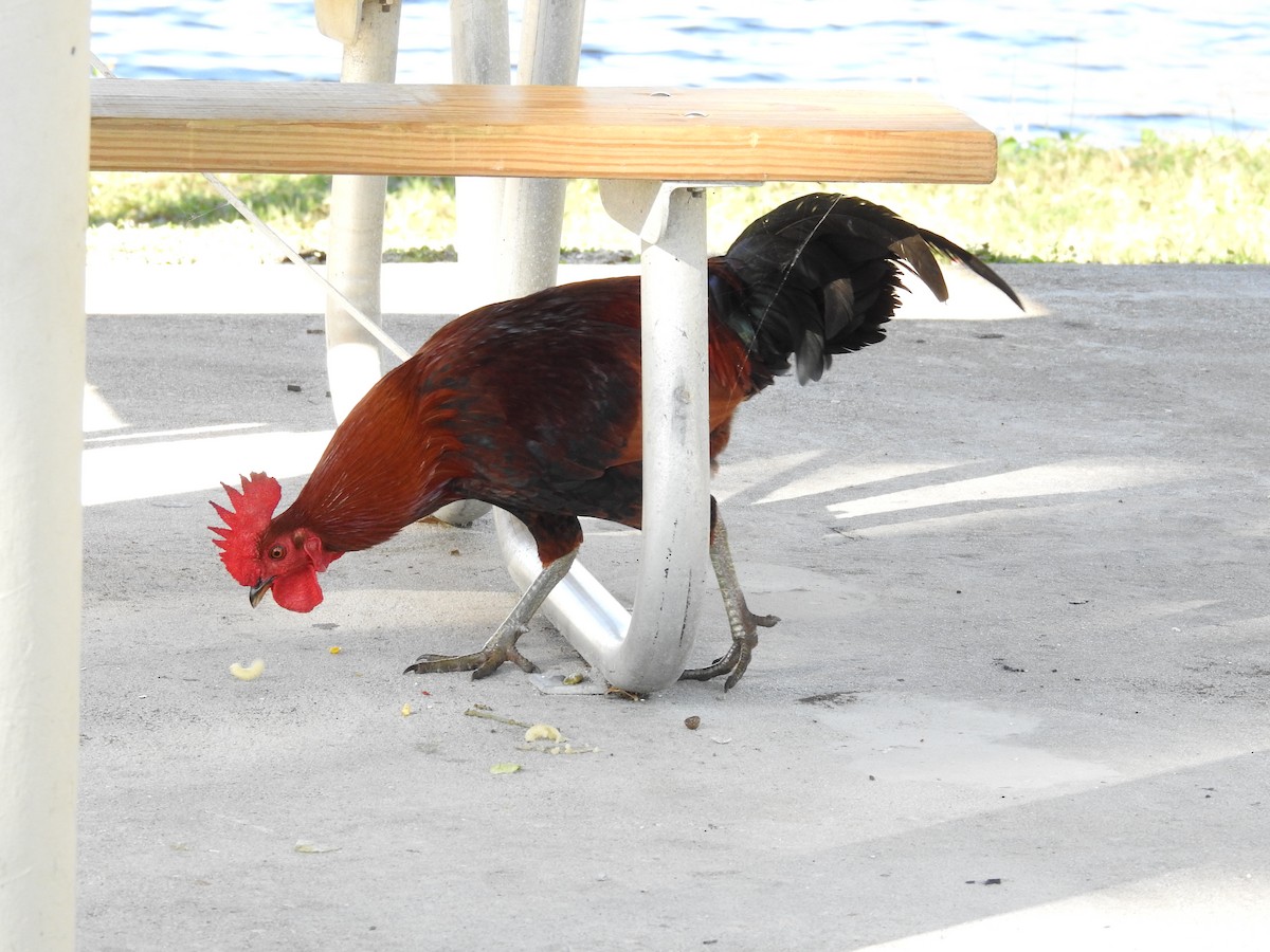 Red Junglefowl (Domestic type) - ML613787039