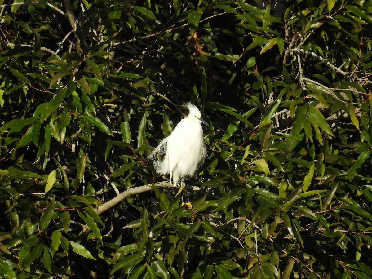 Snowy Egret - ML613787050