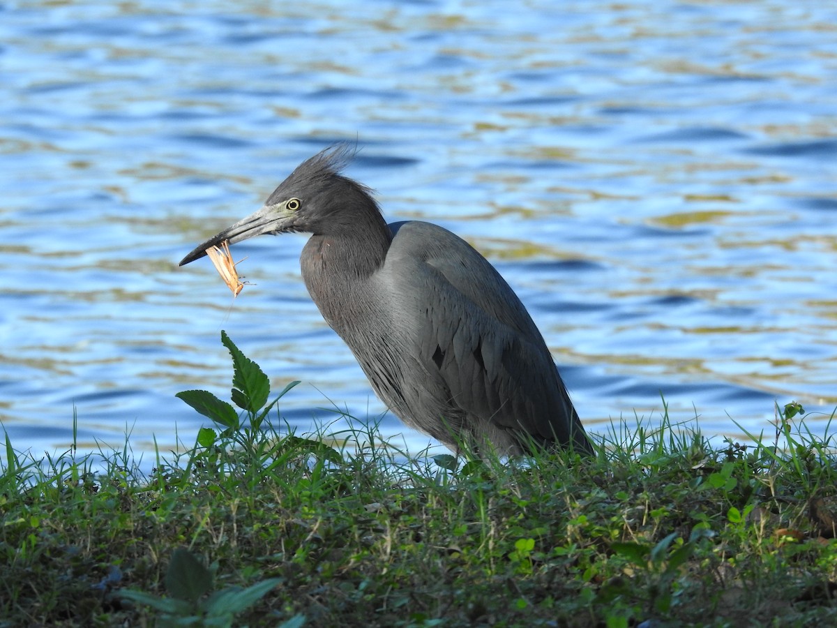 Little Blue Heron - ML613787057