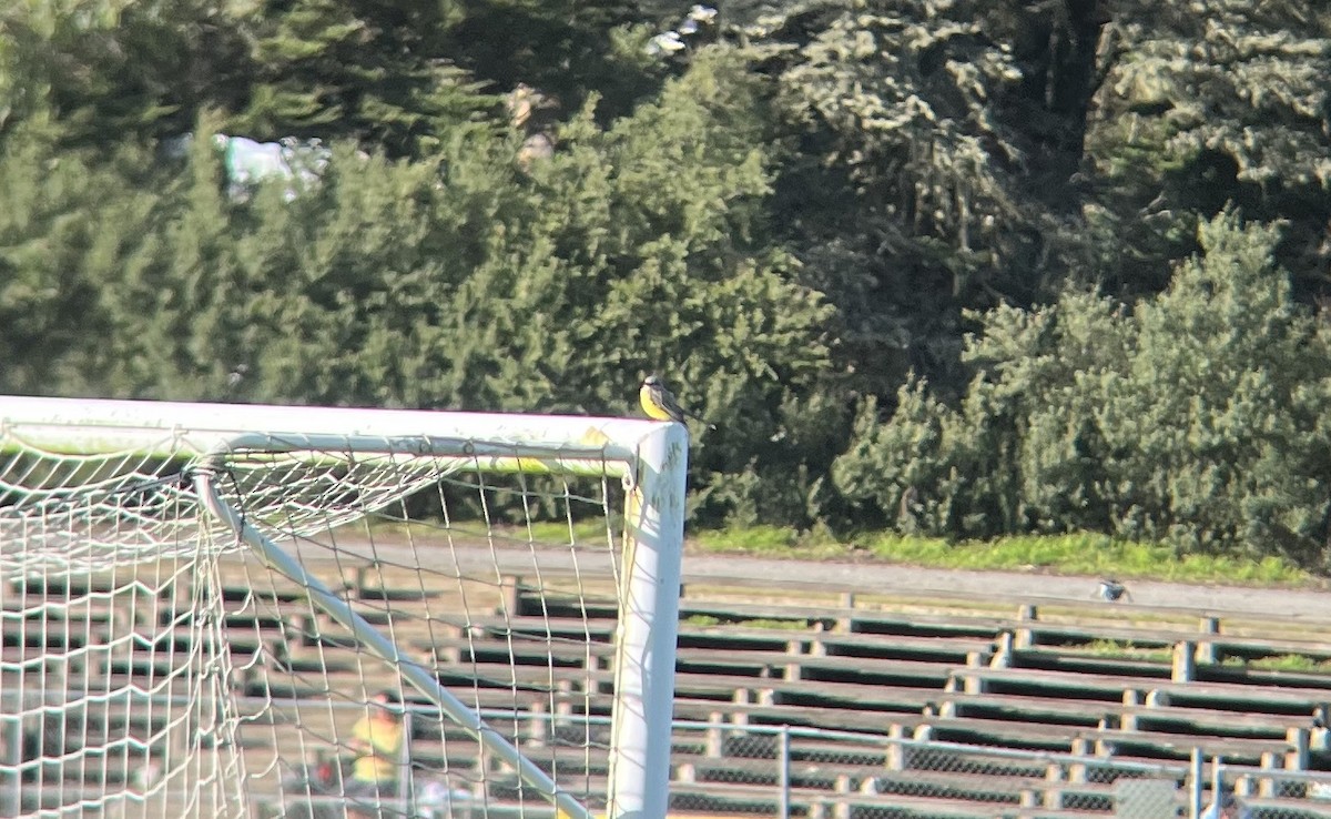 Tropical Kingbird - ML613787080