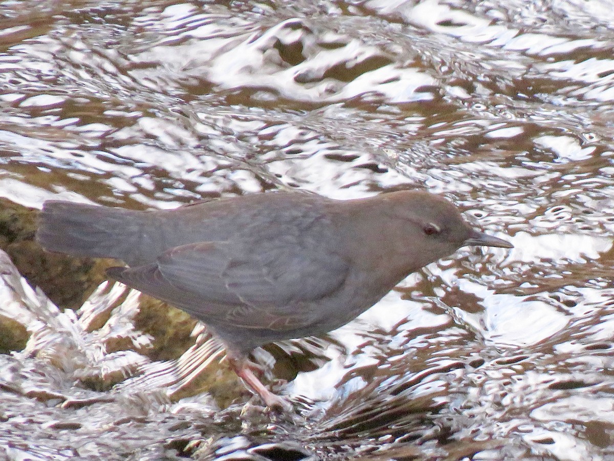 American Dipper - Burke Angstman