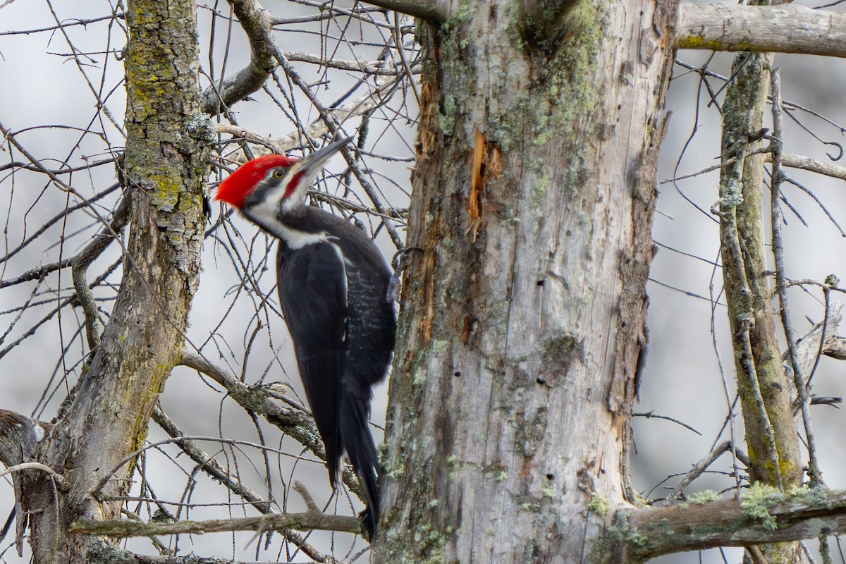 Pileated Woodpecker - ML613787138