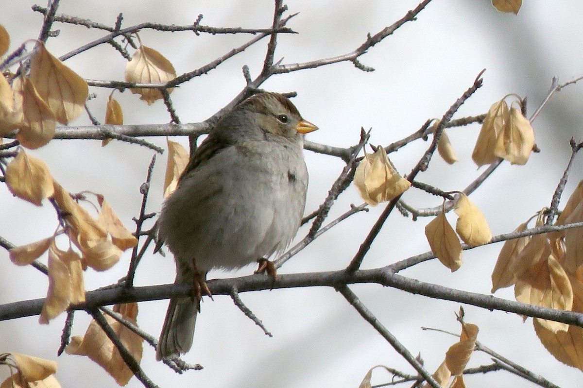 White-crowned Sparrow - Burke Angstman