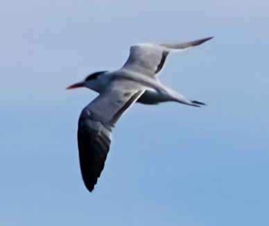Royal Tern - ML613787212