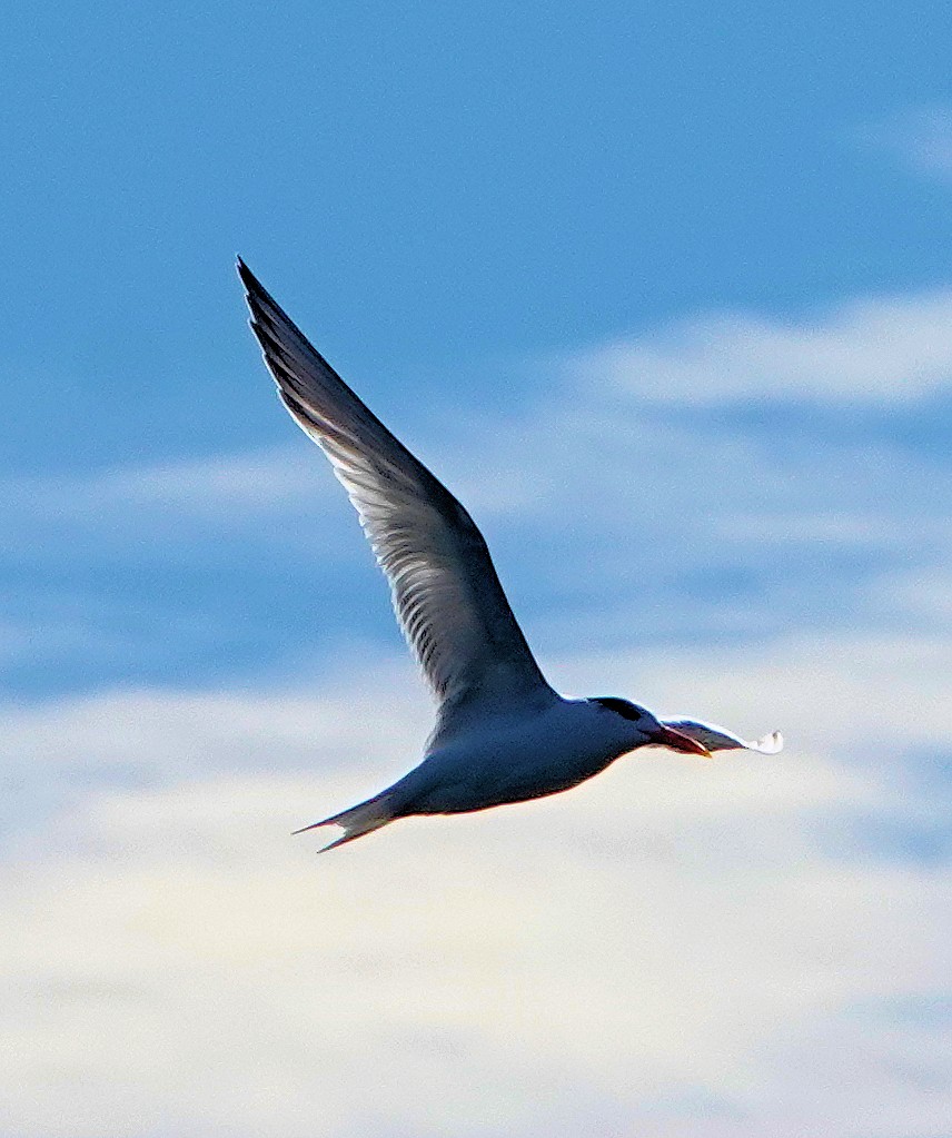 Royal Tern - ML613787213