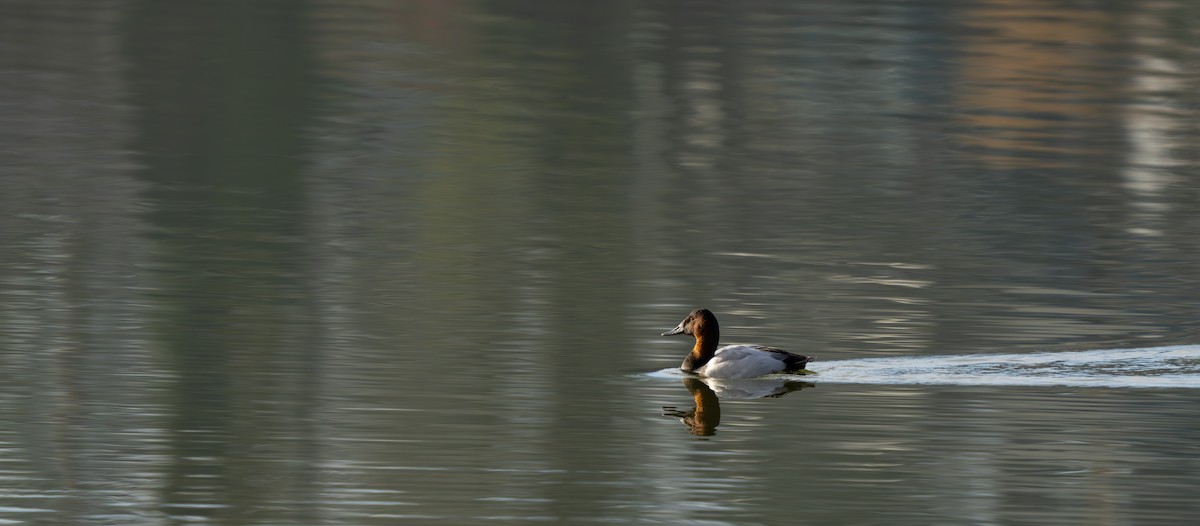 Canvasback - ML613787242