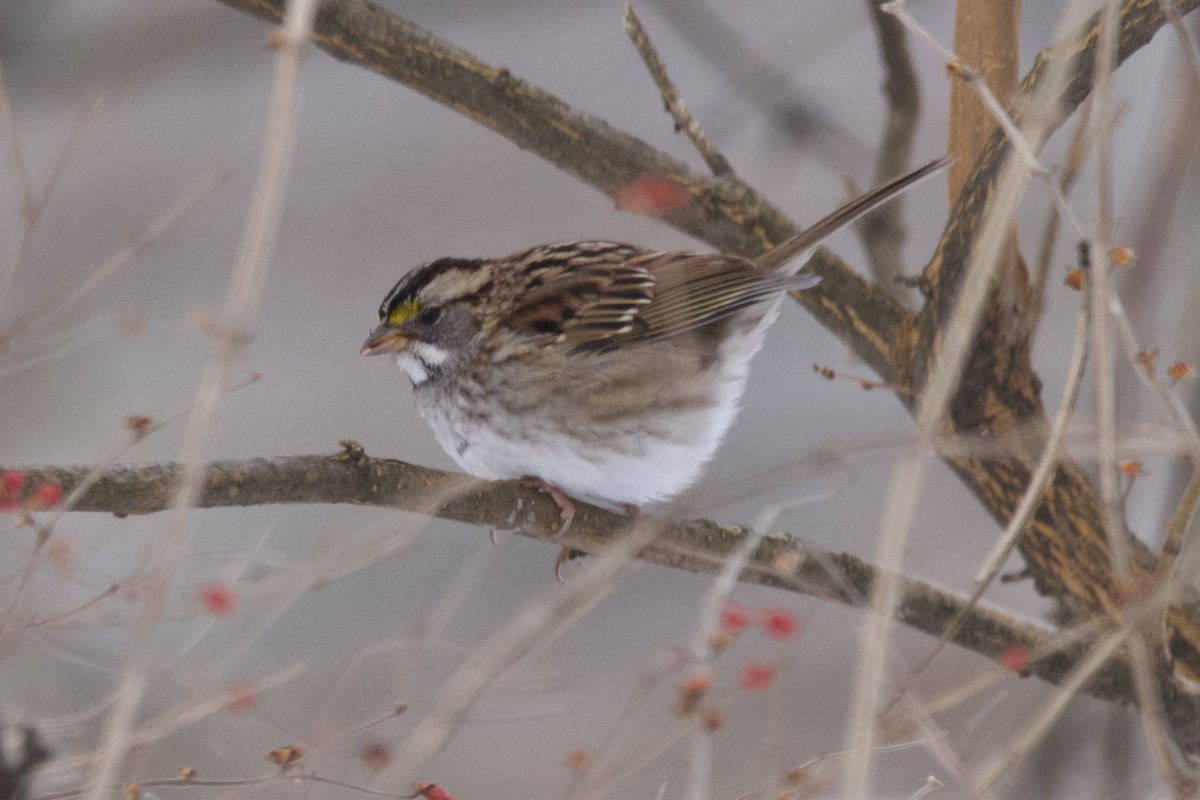 White-throated Sparrow - ML613787276