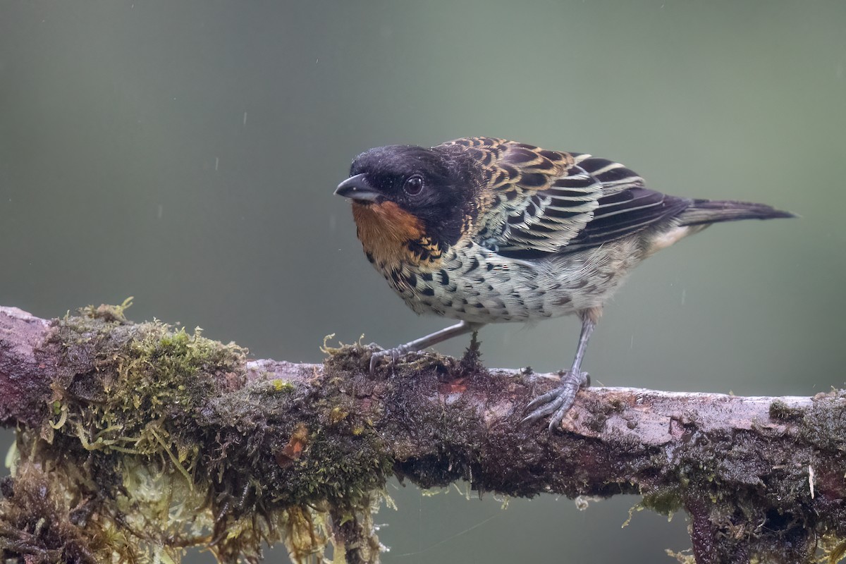 Rufous-throated Tanager - Ben  Lucking