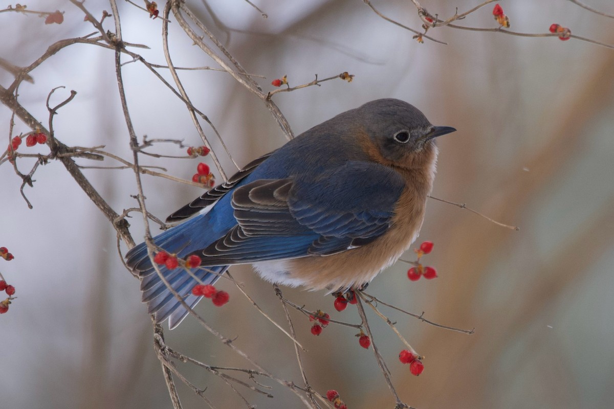 Eastern Bluebird - ML613787331