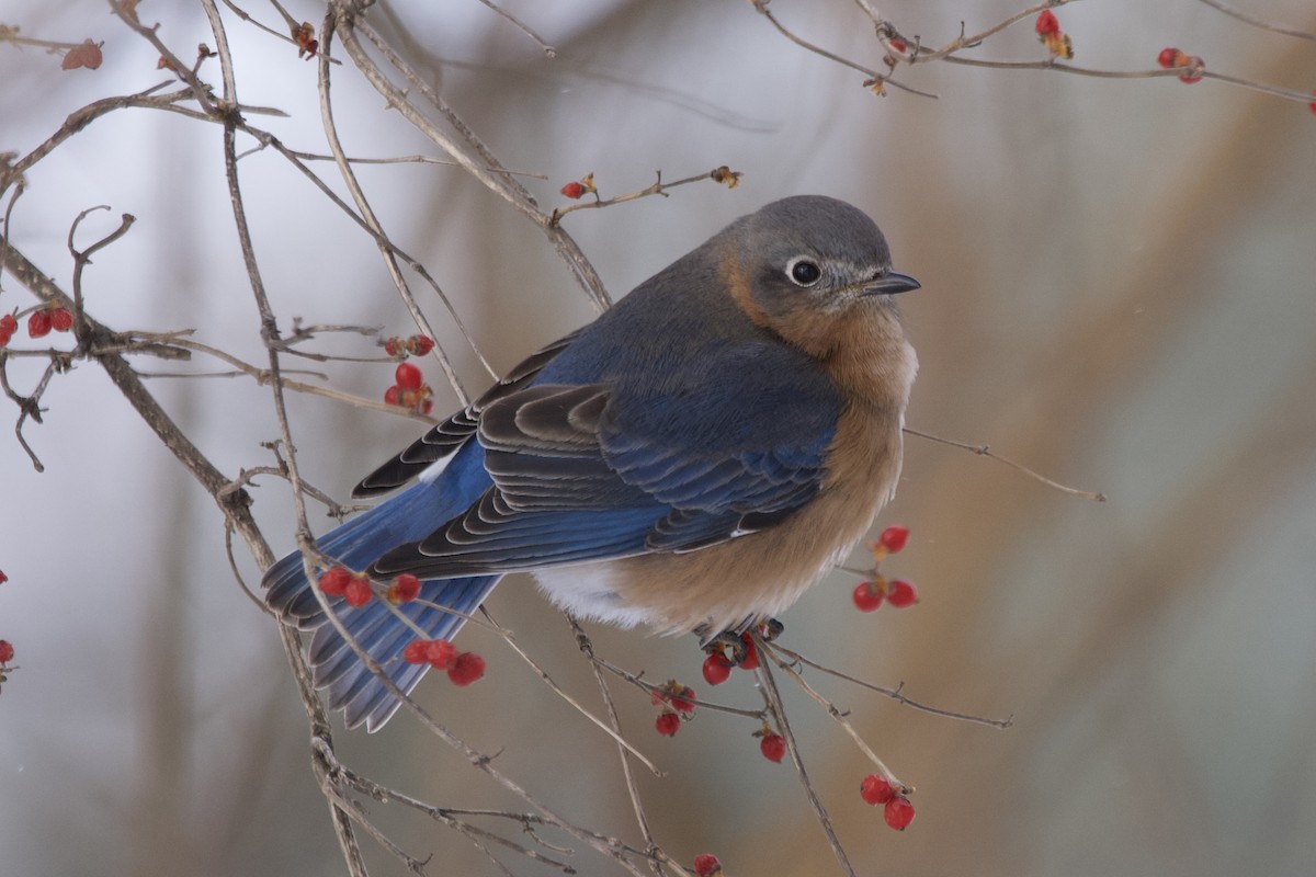Eastern Bluebird - ML613787332