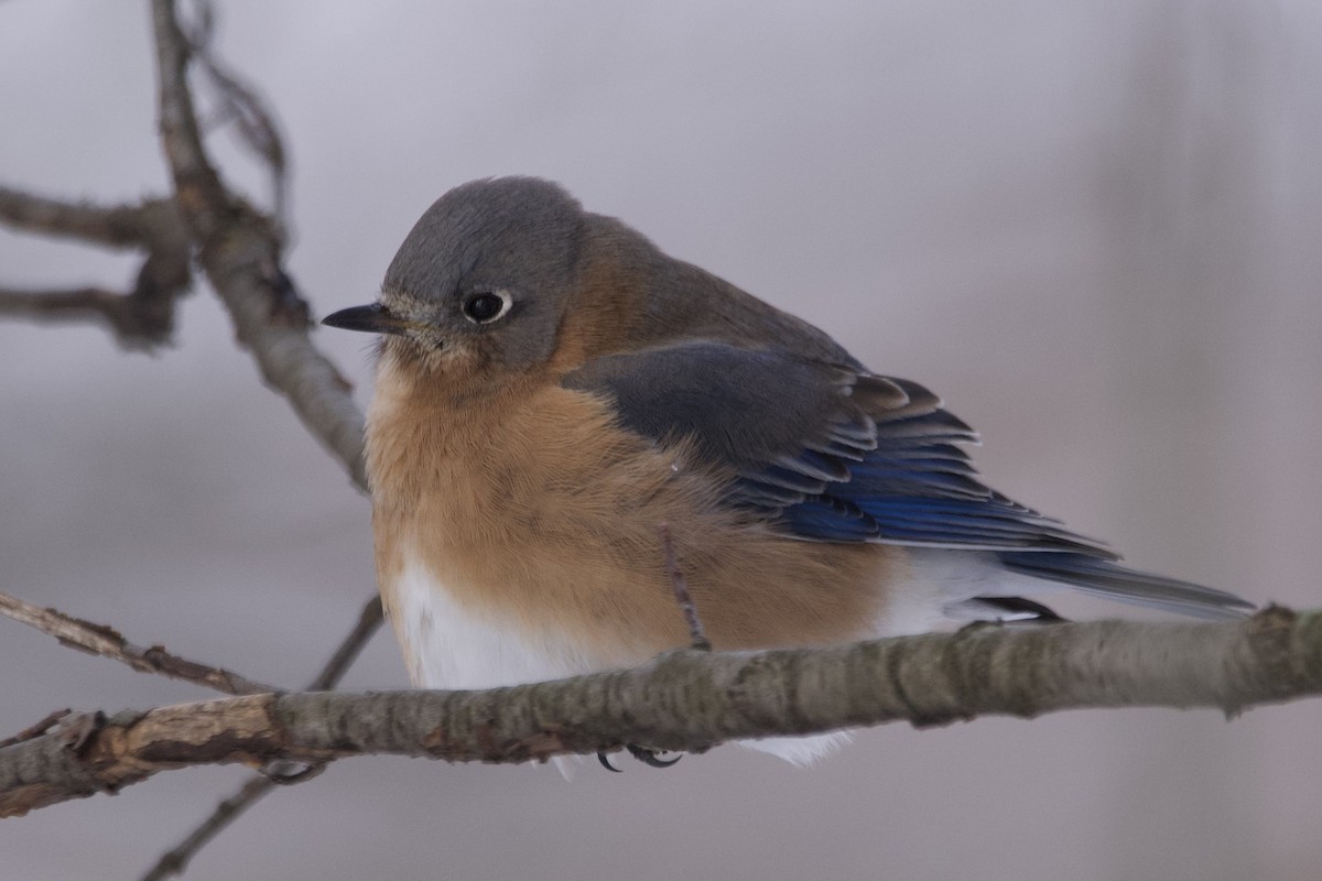 Eastern Bluebird - ML613787333