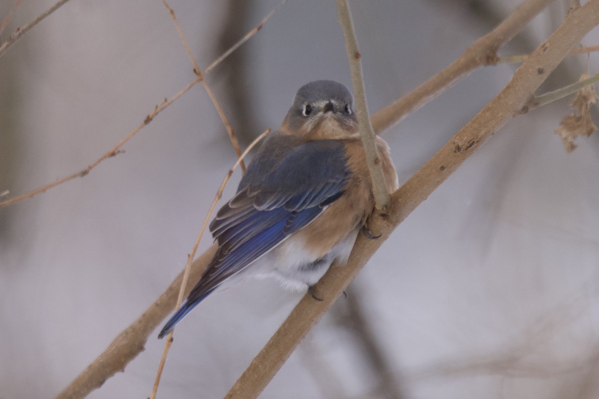 Eastern Bluebird - Greg Hertler