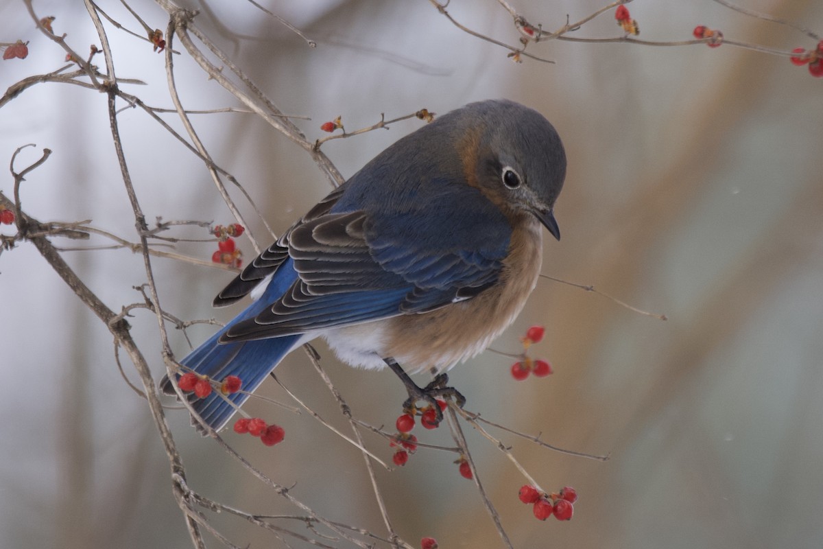 Eastern Bluebird - Greg Hertler