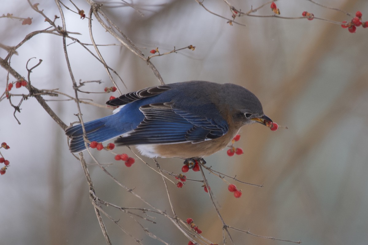 Eastern Bluebird - Greg Hertler