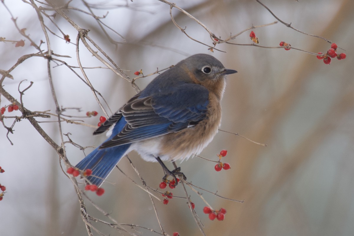 Eastern Bluebird - ML613787337
