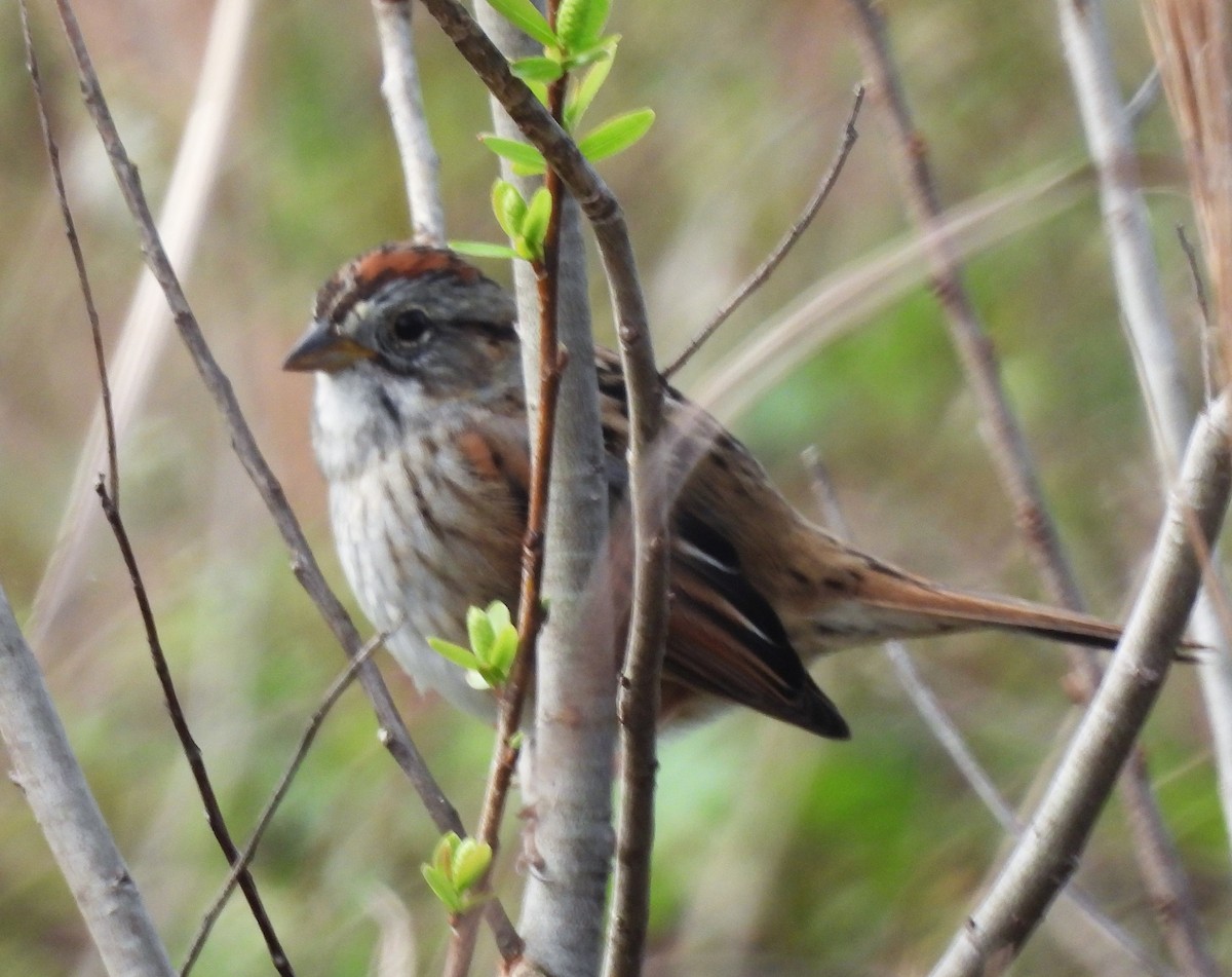 Swamp Sparrow - ML613787361