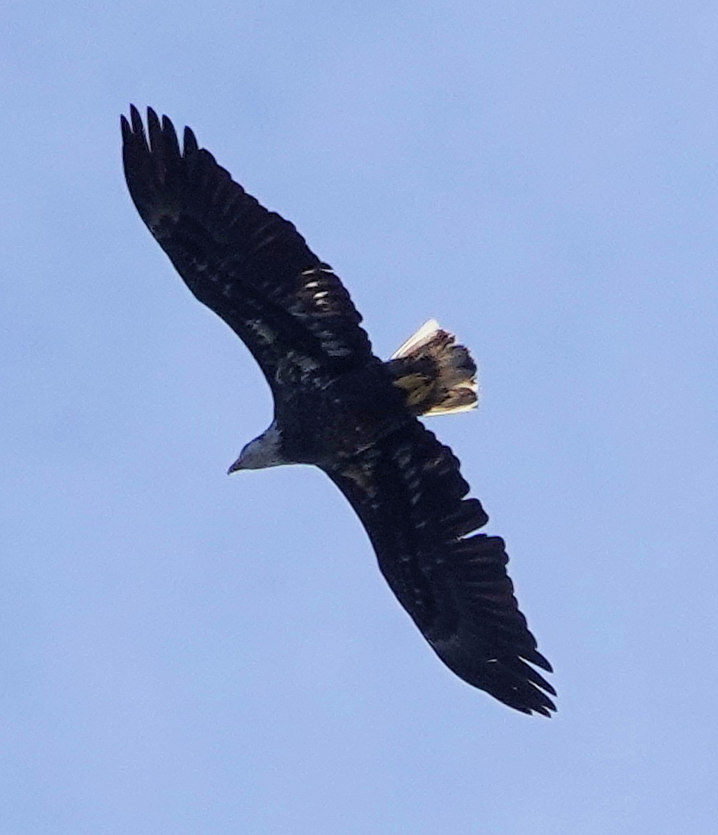 Bald Eagle - ML613787371