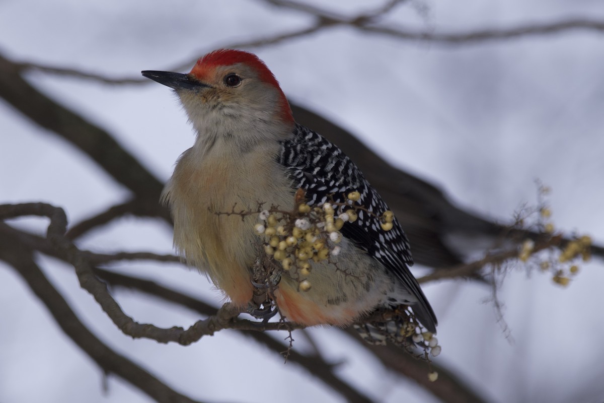 Red-bellied Woodpecker - Greg Hertler