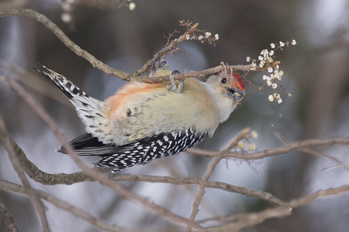 Red-bellied Woodpecker - Greg Hertler