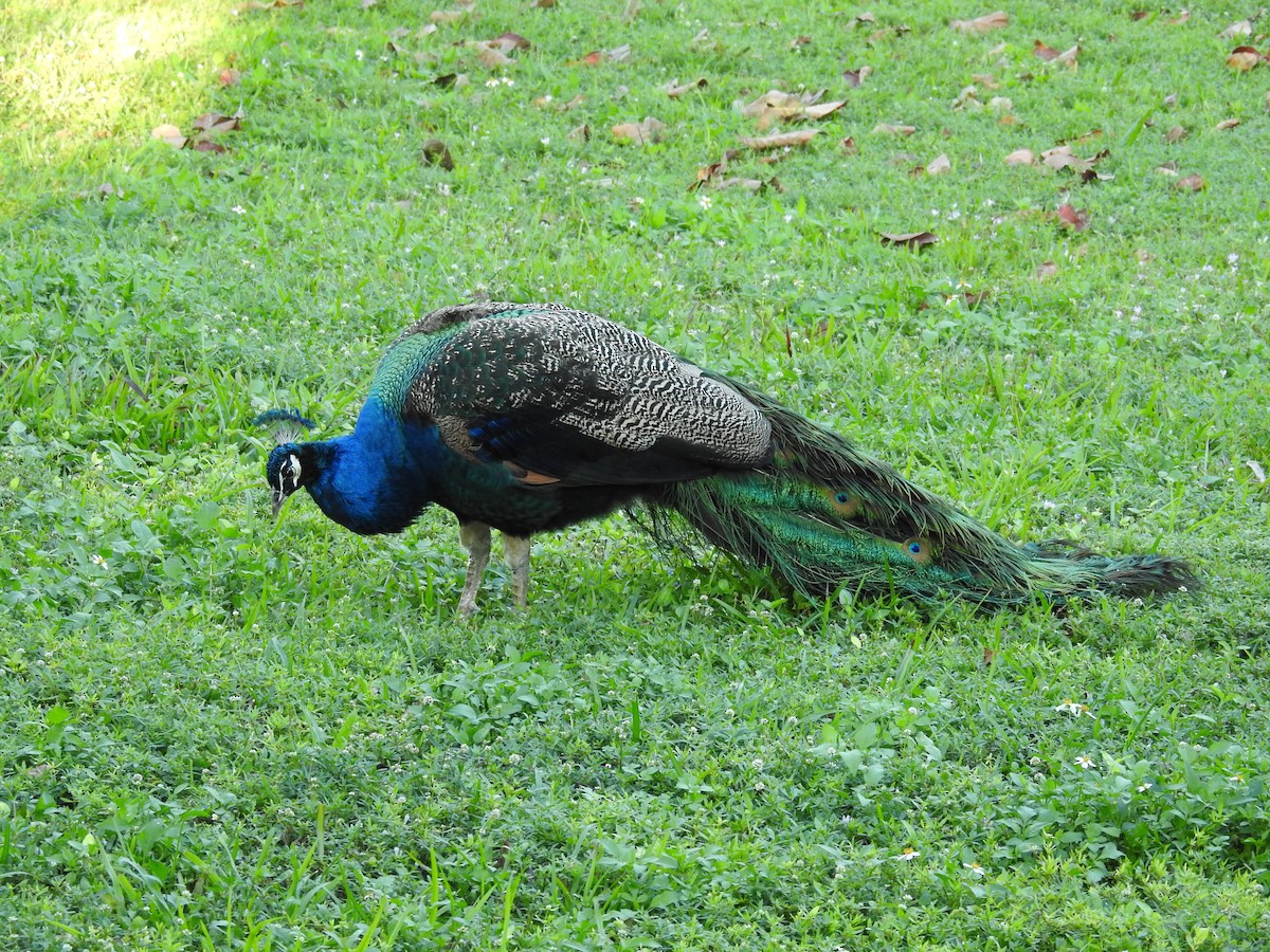 Indian Peafowl (Domestic type) - ML613787398