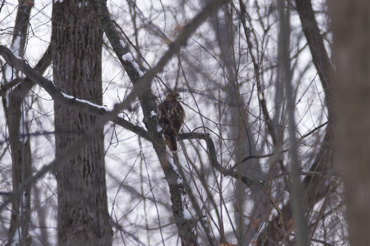 Red-tailed Hawk - ML613787425