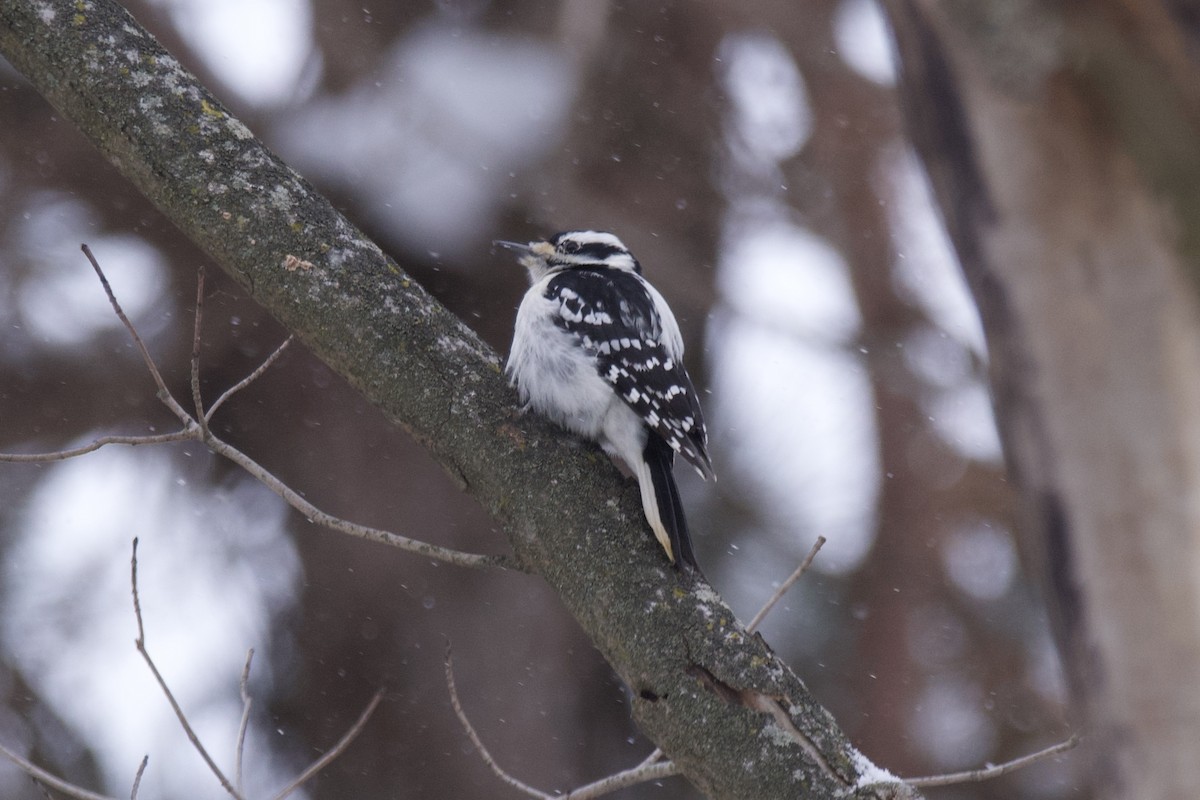 Hairy Woodpecker - ML613787438