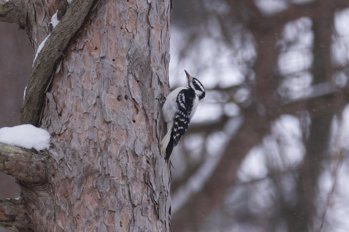 Hairy Woodpecker - ML613787439