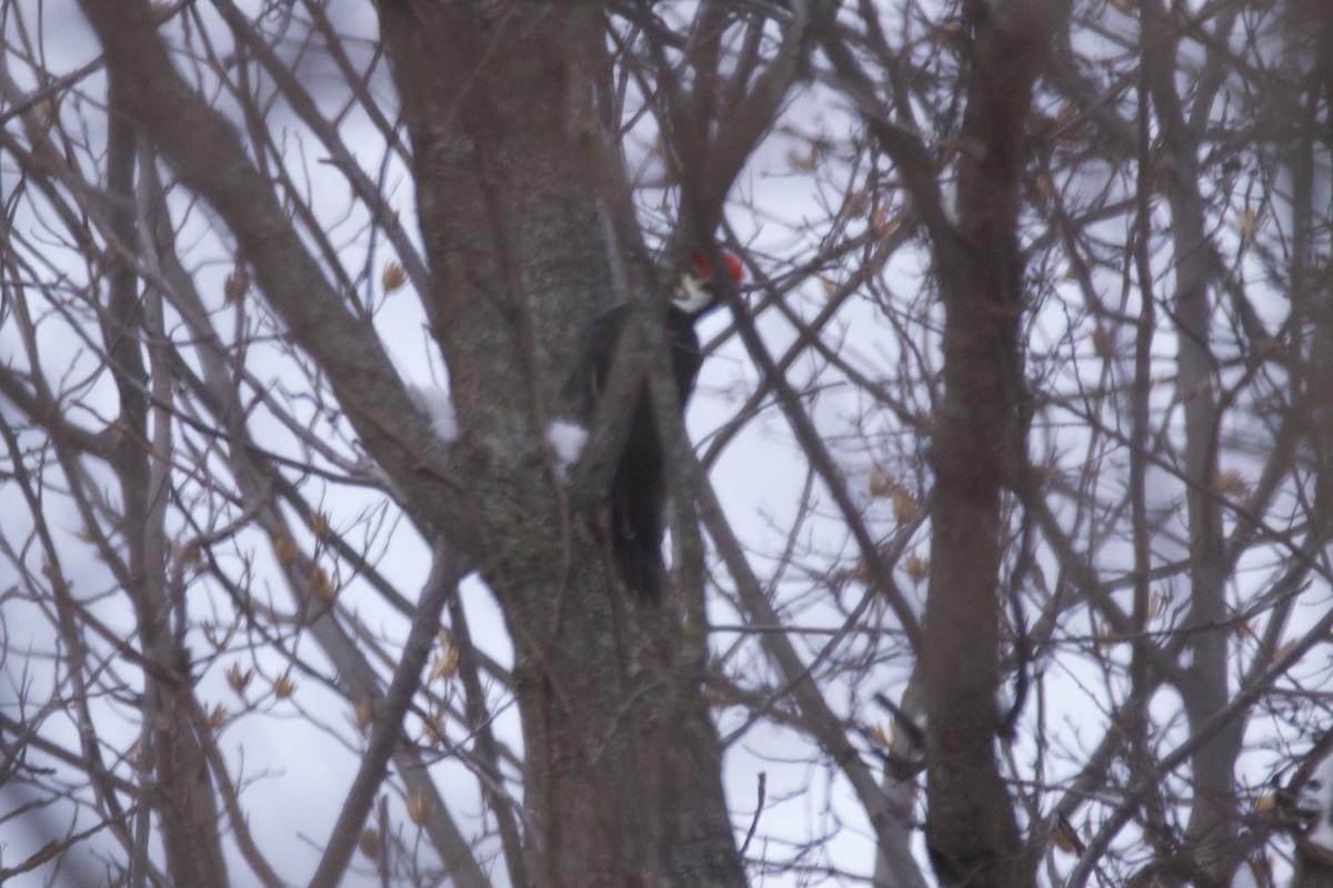 Pileated Woodpecker - ML613787448