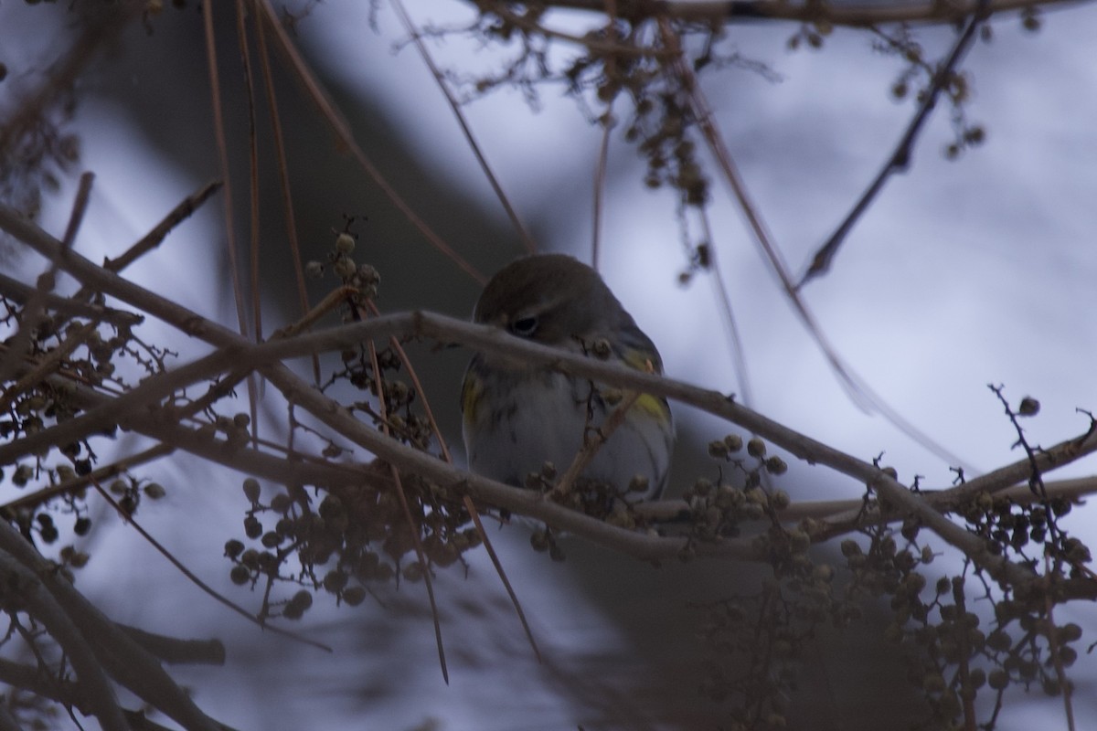 Yellow-rumped Warbler - ML613787452