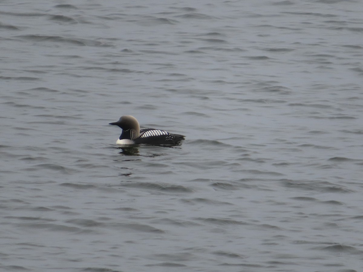 Pacific Loon - Michelle Sopoliga