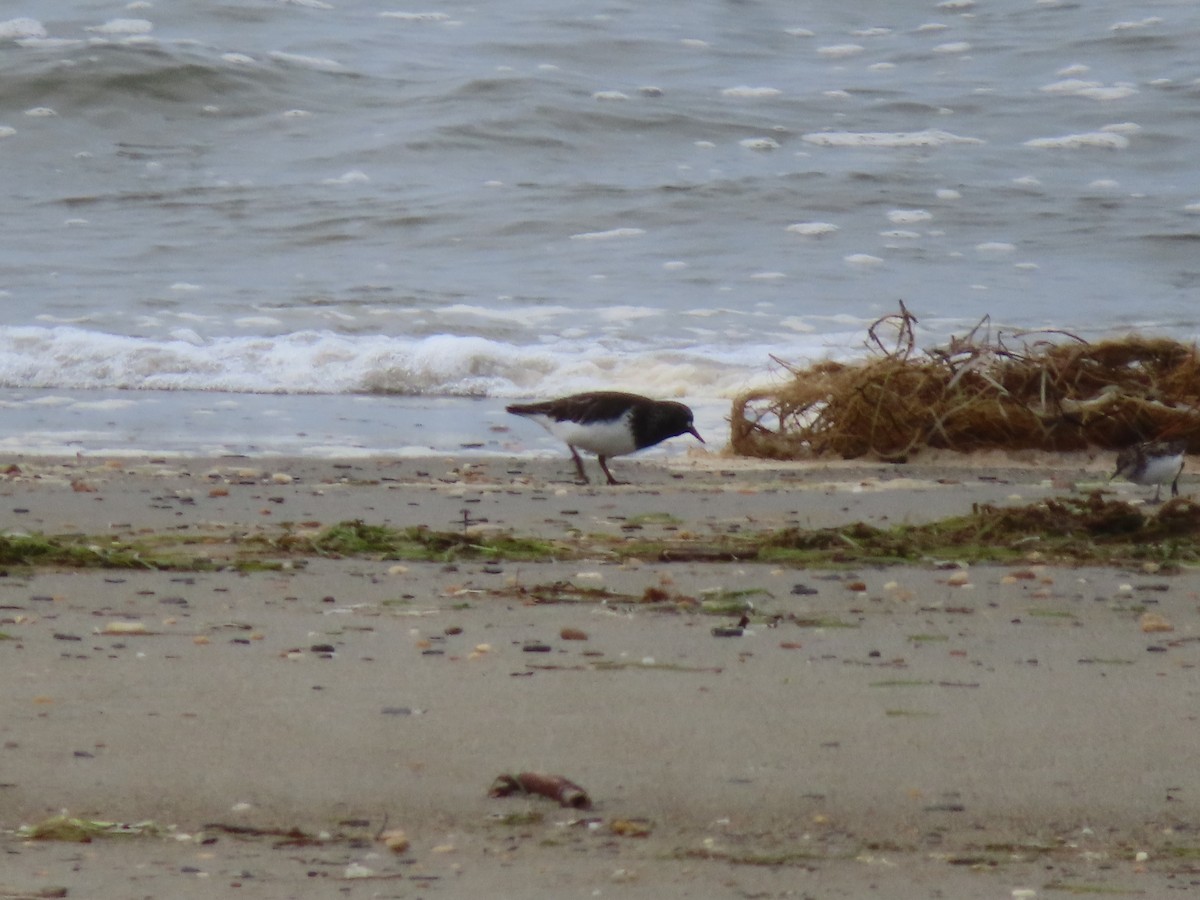 Black Turnstone - ML613787500