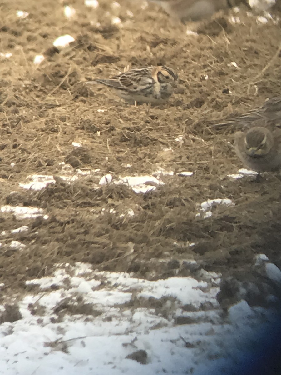 Lapland Longspur - Marian Zimmerman