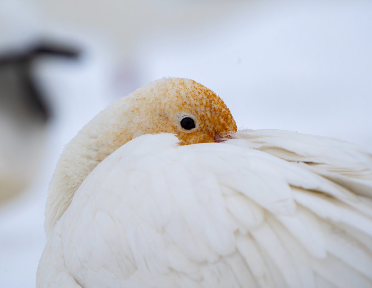 Snow Goose - Ben Lambert