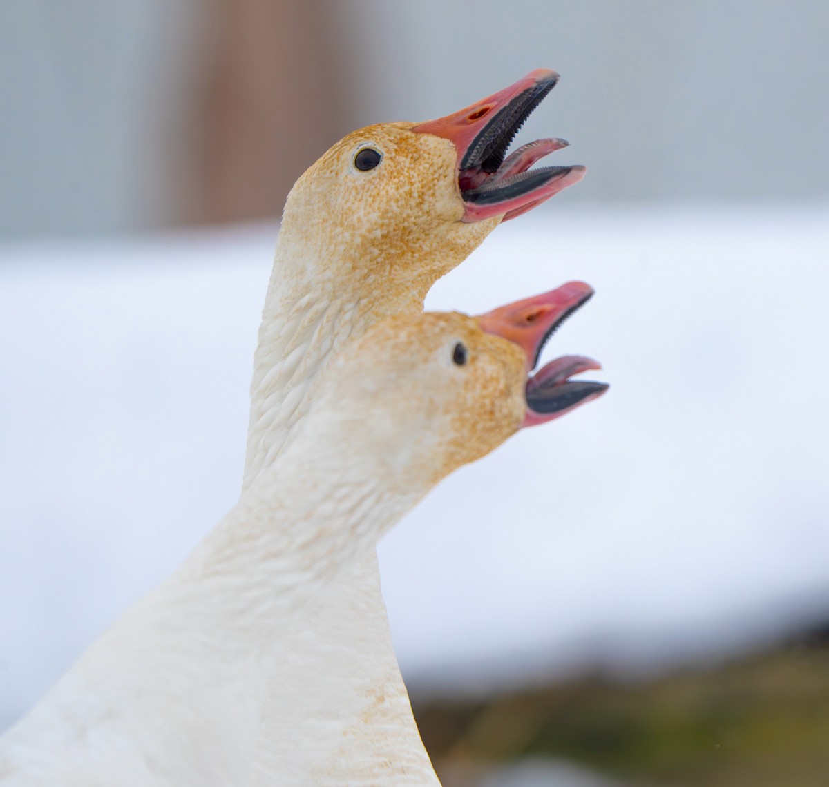 Snow Goose - ML613787530