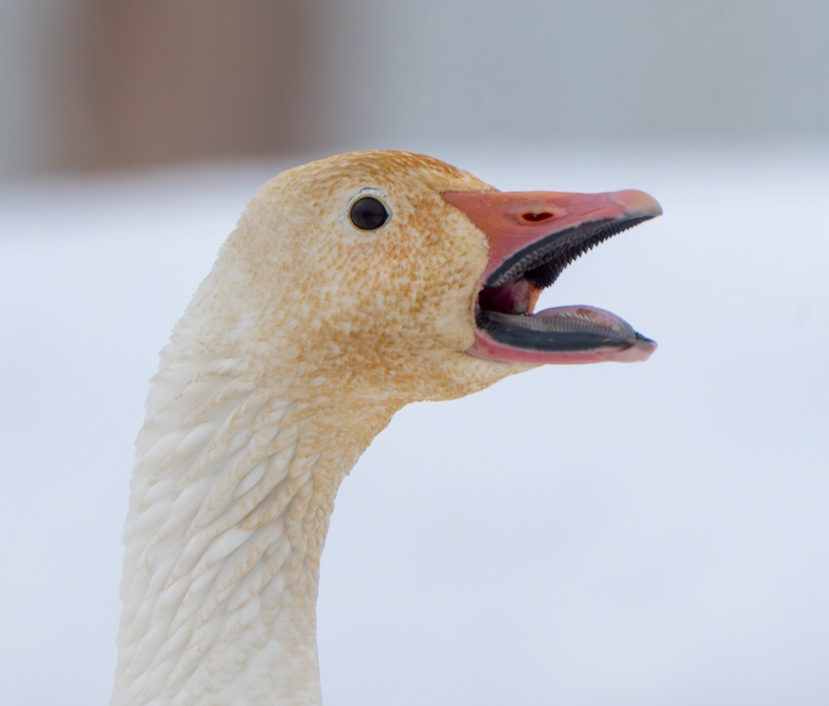 Snow Goose - ML613787532