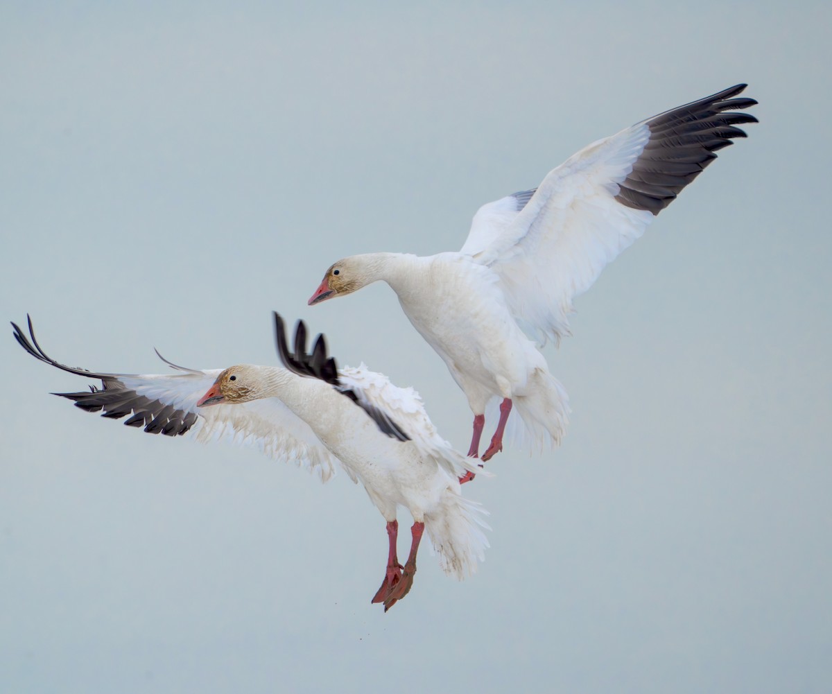 Snow Goose - ML613787535