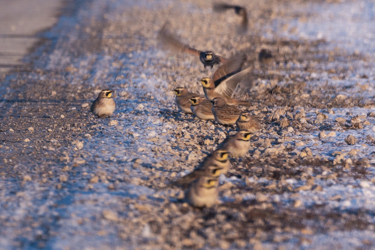 Horned Lark - ML613787548