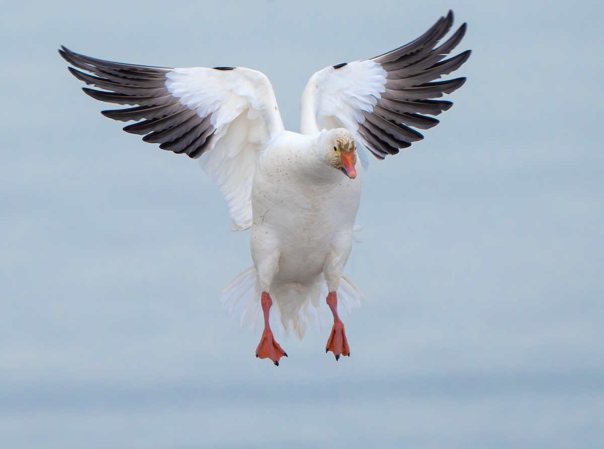 Snow Goose - Ben Lambert