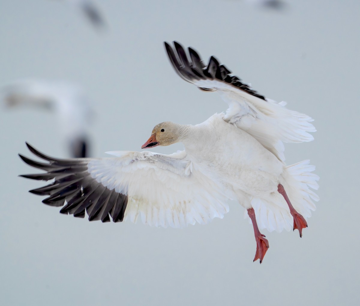 Snow Goose - ML613787561