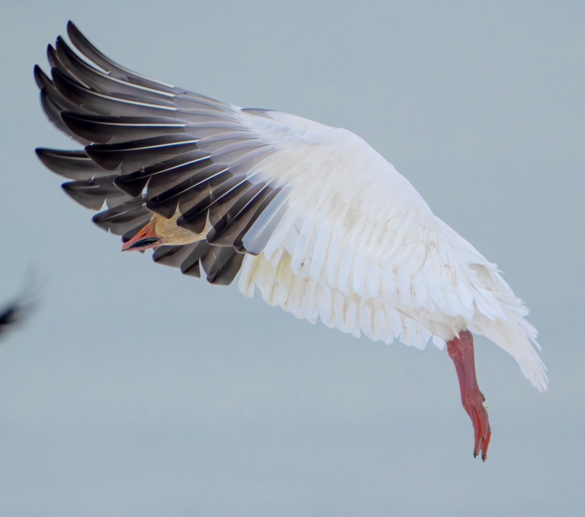 Snow Goose - ML613787566