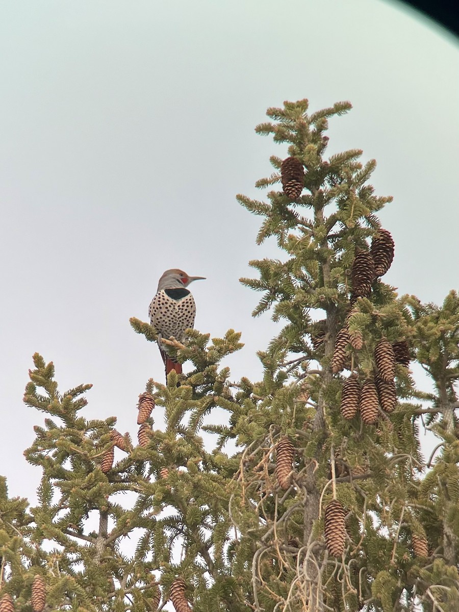 Northern Flicker - Logan Knaphus