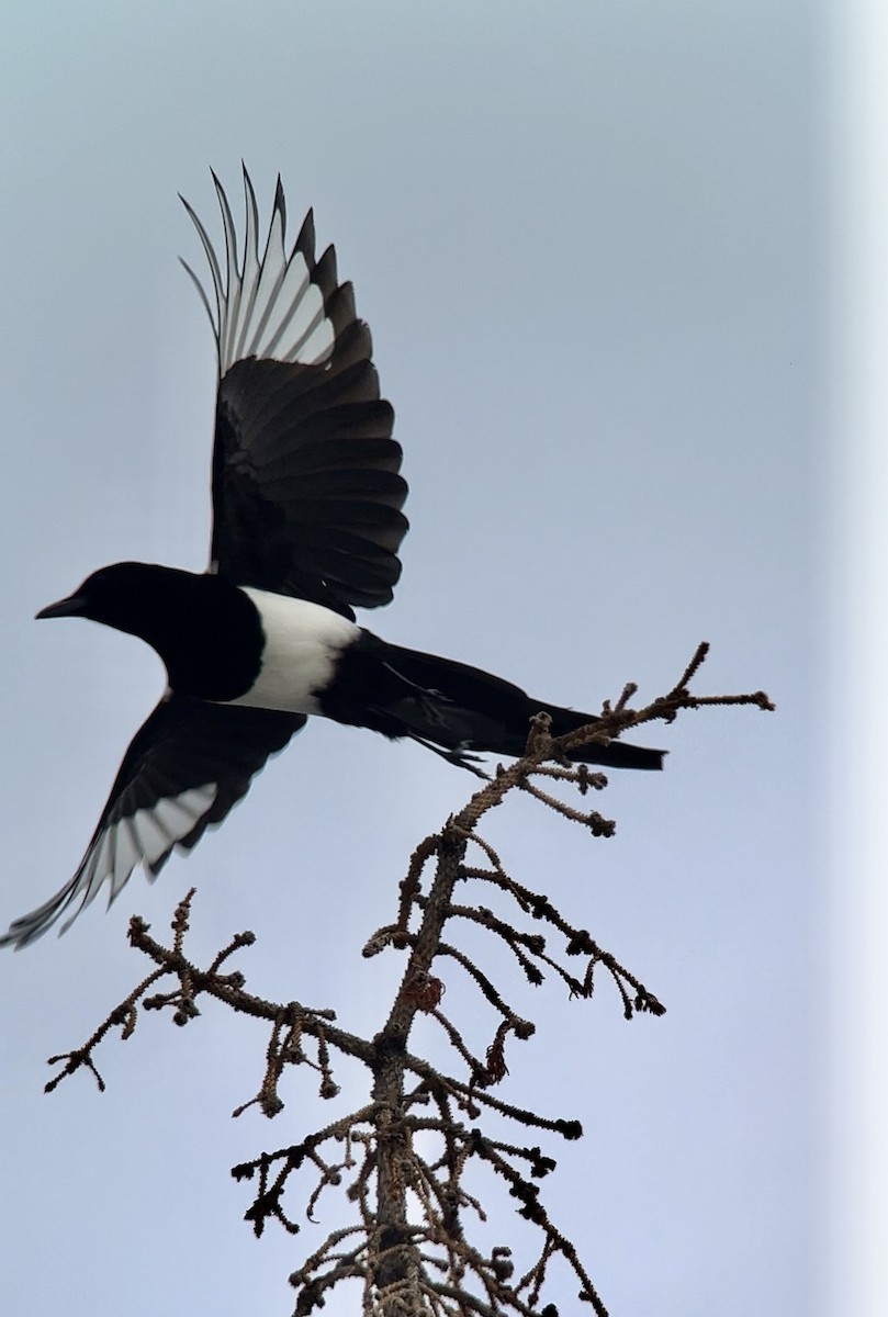 Black-billed Magpie - ML613787607