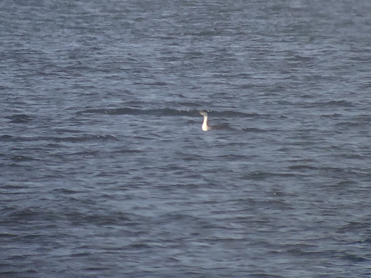 Western Grebe - ML613787627