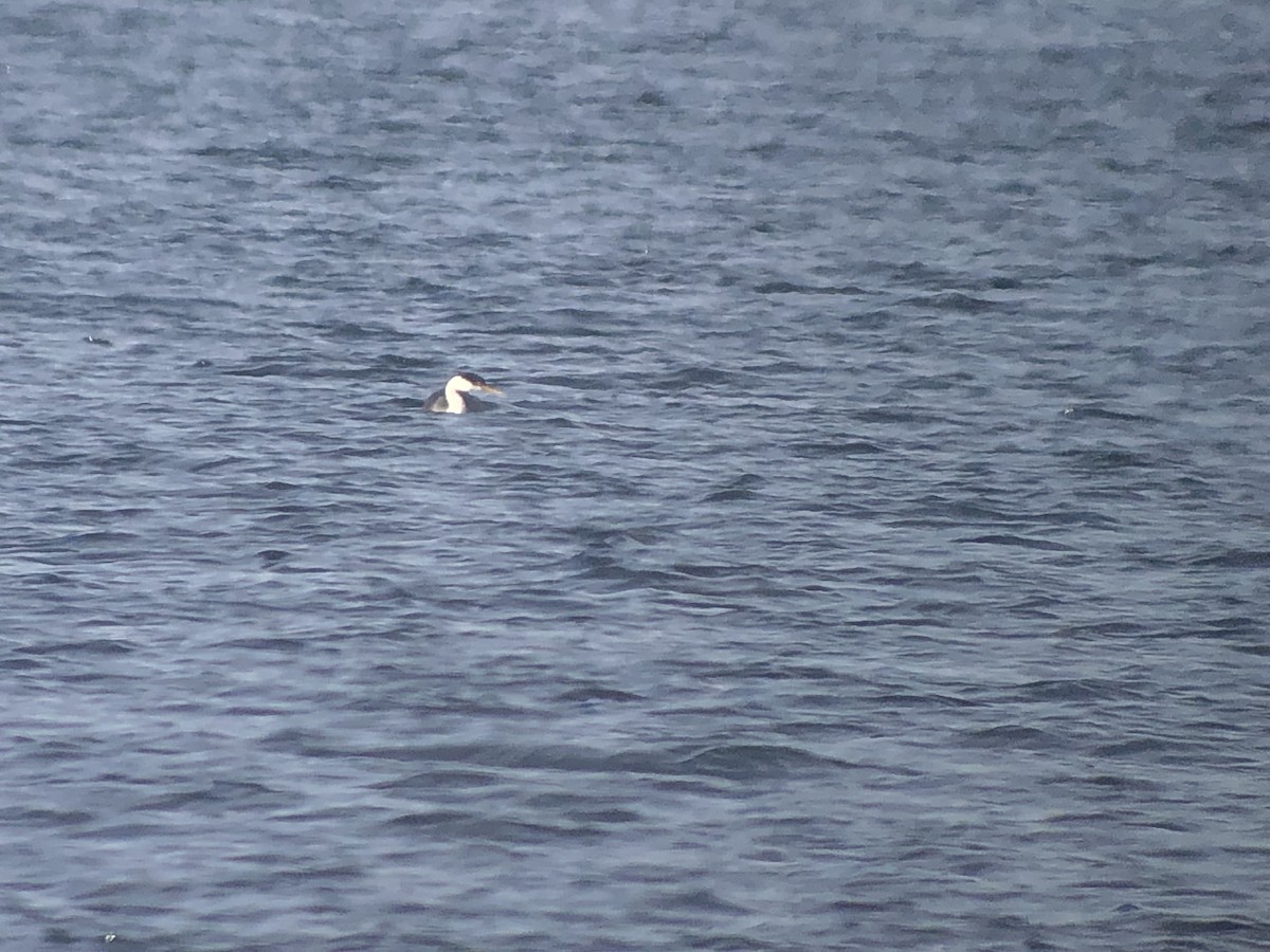 Western Grebe - ML613787630