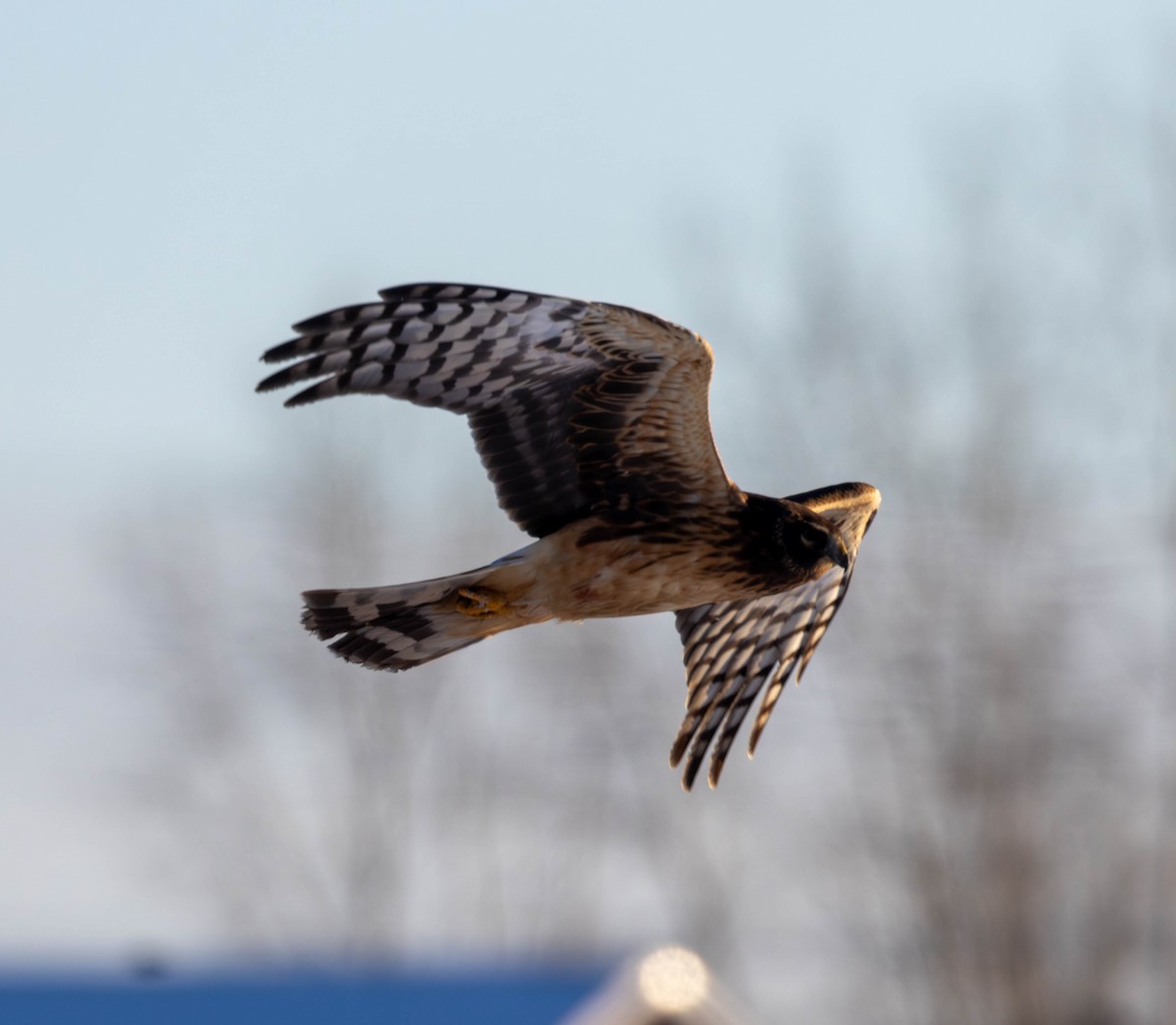 Northern Harrier - ML613787636